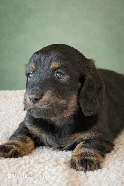 violet – Dachshund puppy for sale in Pflugerville, TX