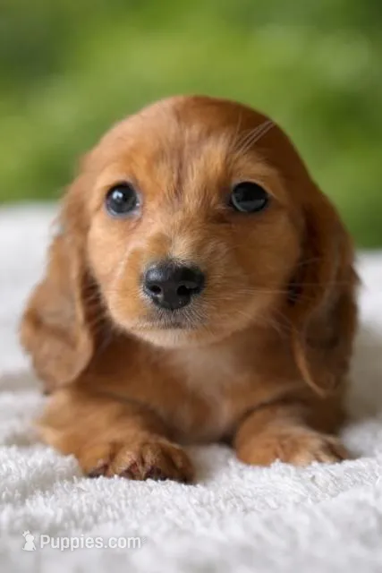 Melody – Dachshund puppy for sale in Pflugerville, TX