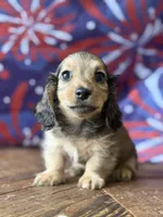 Cardamom, a male Dachshund for sale in Pflugerville, TX – 1 of 1