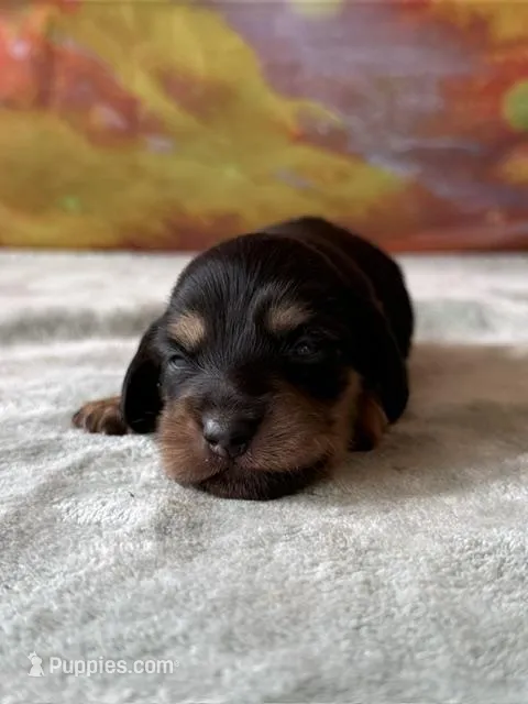 Remington – Dachshund puppy for sale in Pflugerville, TX