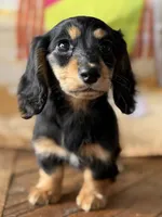 athena , a female Dachshund for sale in Pflugerville, TX – 1 of 1