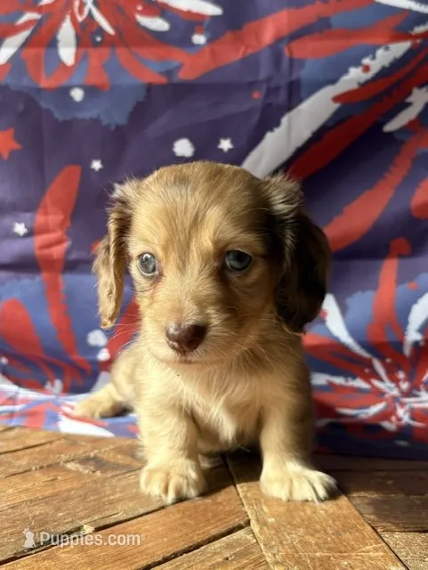 Lucian – Dachshund puppy for sale in Pflugerville, TX