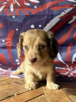 Lucian, a male Dachshund for sale in Pflugerville, TX – 1 of 1