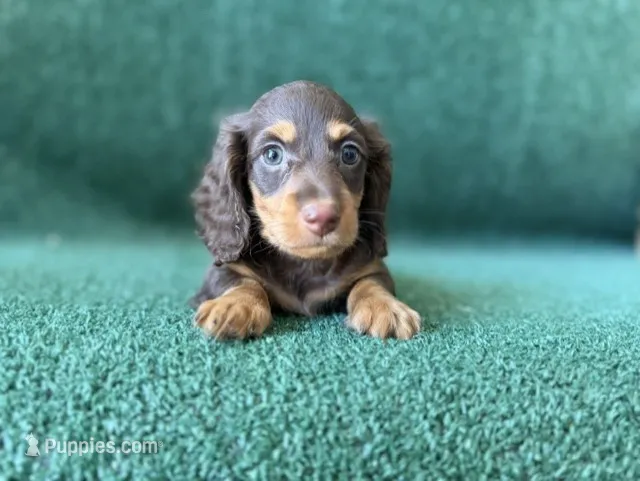 Reeses – Dachshund puppy for sale in Pflugerville, TX