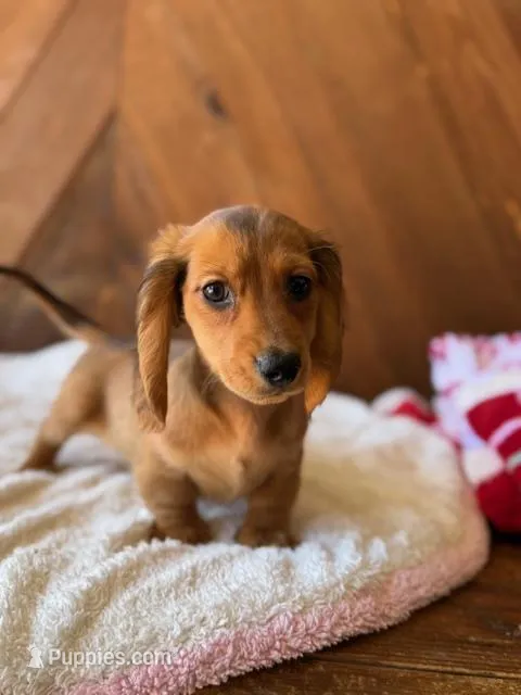 Nicky – Dachshund puppy for sale in Pflugerville, TX