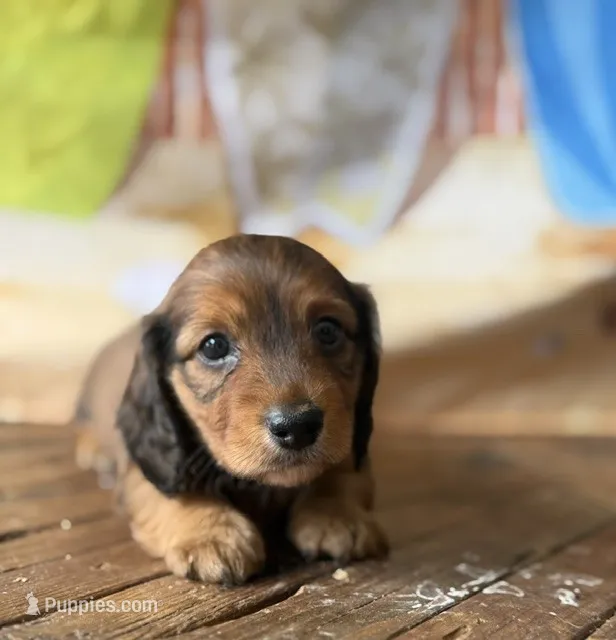 Blossom  – Dachshund puppy for sale in Pflugerville, TX