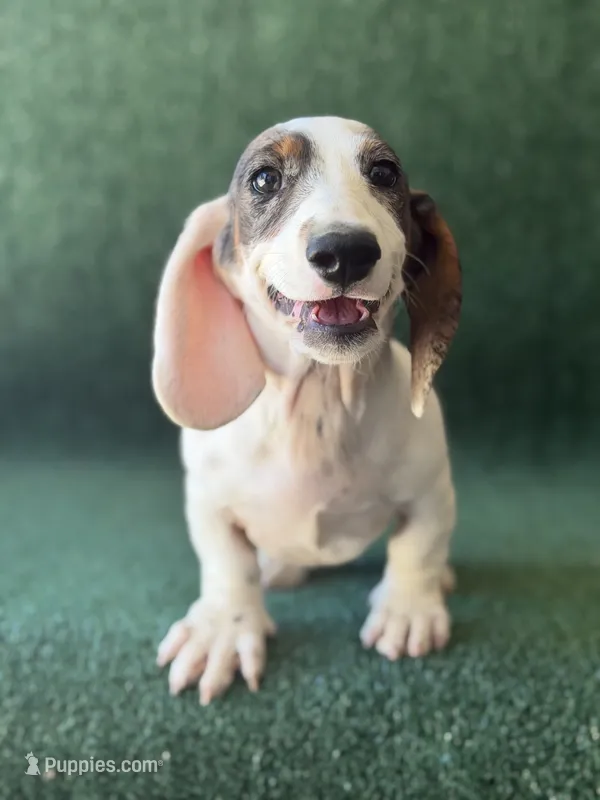 Bridger – Dachshund puppy for sale in Pflugerville, TX