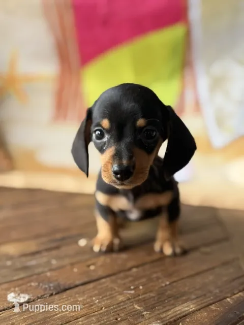 Tessa – Dachshund puppy for sale in Pflugerville, TX