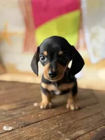 Tessa, a female Dachshund for sale in Pflugerville, TX – 1 of 1