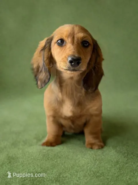 Honey – Dachshund puppy for sale in Pflugerville, TX
