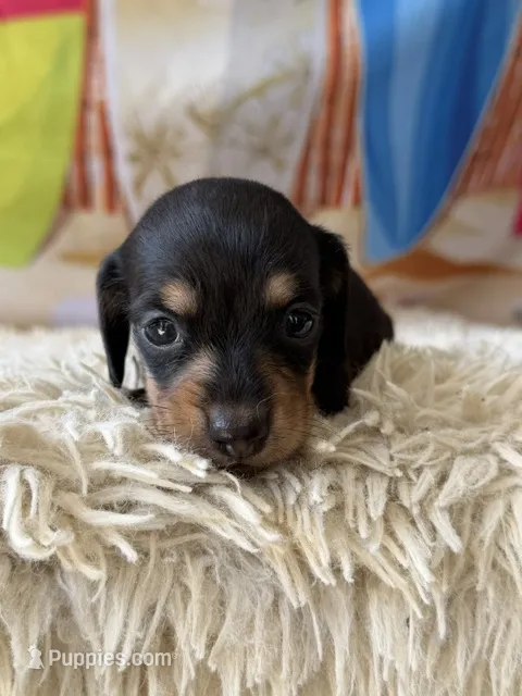 Blakely – Dachshund puppy for sale in Pflugerville, TX