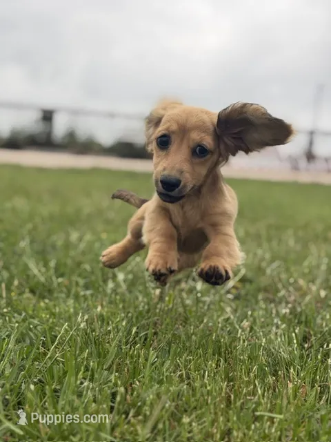 Neve – Dachshund puppy for sale in Pflugerville, TX