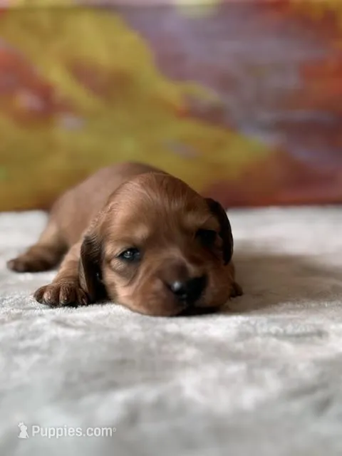 Wrangler – Dachshund puppy for sale in Pflugerville, TX