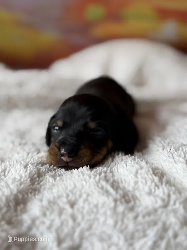 gypsy – Dachshund puppy for sale in Pflugerville, TX