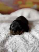 gypsy, a female Dachshund for sale in Pflugerville, TX – 1 of 1