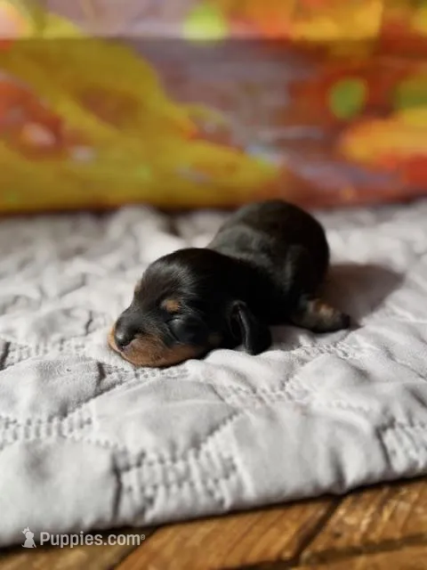 Hattie – Dachshund puppy for sale in Pflugerville, TX