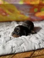 Hattie, a female Dachshund for sale in Pflugerville, TX – 1 of 1