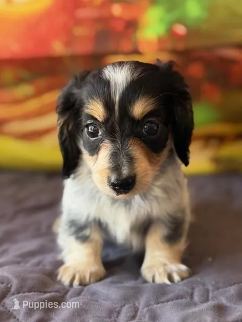 Pixel – Dachshund puppy for sale in Pflugerville, TX