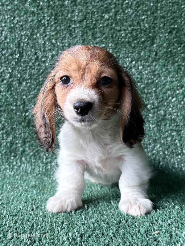 Birdie – Dachshund puppy for sale in Pflugerville, TX