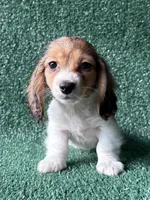 Birdie, a female Dachshund for sale in Pflugerville, TX – 1 of 1