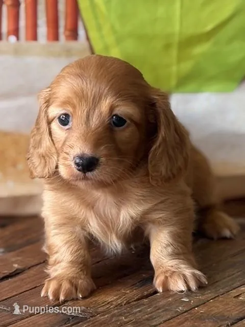 Celeste – Dachshund puppy for sale in Pflugerville, TX