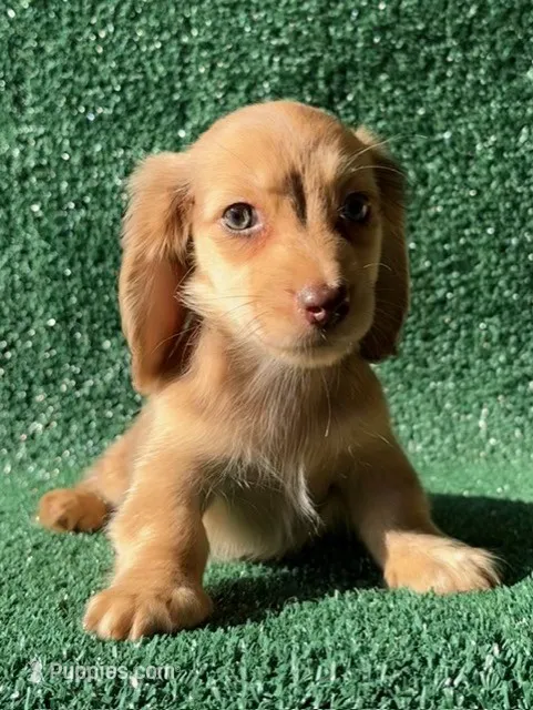 Lucian – Dachshund puppy for sale in Pflugerville, TX
