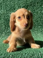 Lucian, a male Dachshund for sale in Pflugerville, TX – 1 of 1