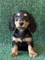 rob, a male Dachshund for sale in Pflugerville, TX – 1 of 1