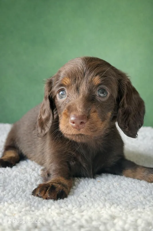 Fifi – Dachshund puppy for sale in Pflugerville, TX