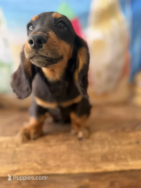 zane – Dachshund puppy for sale in Pflugerville, TX