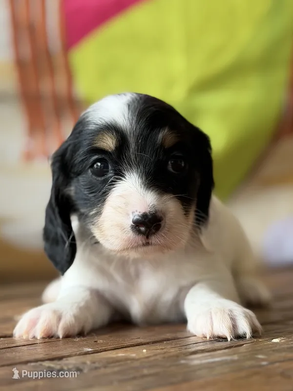 Polka – Dachshund puppy for sale in Pflugerville, TX