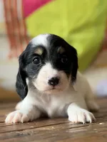 Polka, a female Dachshund for sale in Pflugerville, TX – 1 of 1