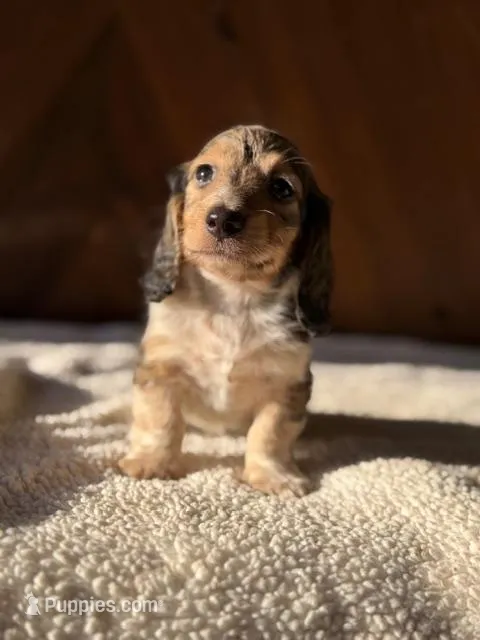 Dorian  – Dachshund puppy for sale in Pflugerville, TX