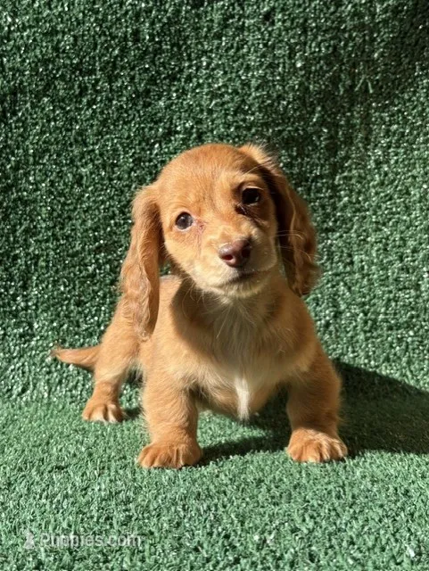 Agustus – Dachshund puppy for sale in Pflugerville, TX