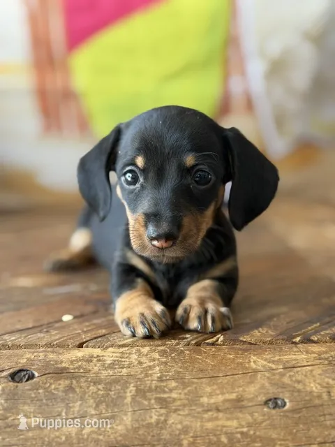 gypsy – Dachshund puppy for sale in Pflugerville, TX