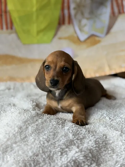 Caroline – Dachshund puppy for sale in Pflugerville, TX