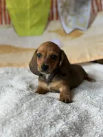 Caroline, a female Dachshund for sale in Pflugerville, TX – 1 of 1