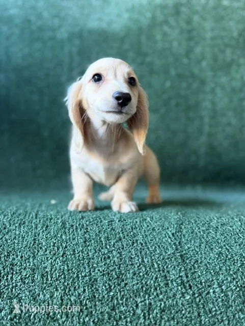 Colorado – Dachshund puppy for sale in Pflugerville, TX