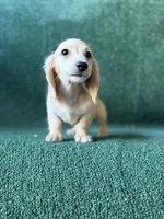 Colorado, a male Dachshund for sale in Pflugerville, TX – 1 of 1