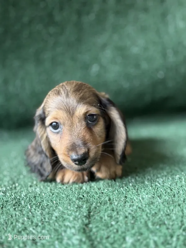 marlin – Dachshund puppy for sale in Pflugerville, TX