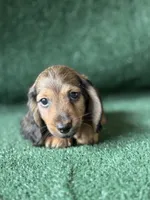 marlin, a male Dachshund for sale in Pflugerville, TX – 1 of 1
