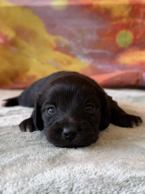 Fawn – Dachshund puppy for sale in Pflugerville, TX