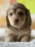 mobius, a male Dachshund for sale in Pflugerville, TX – 1 of 1