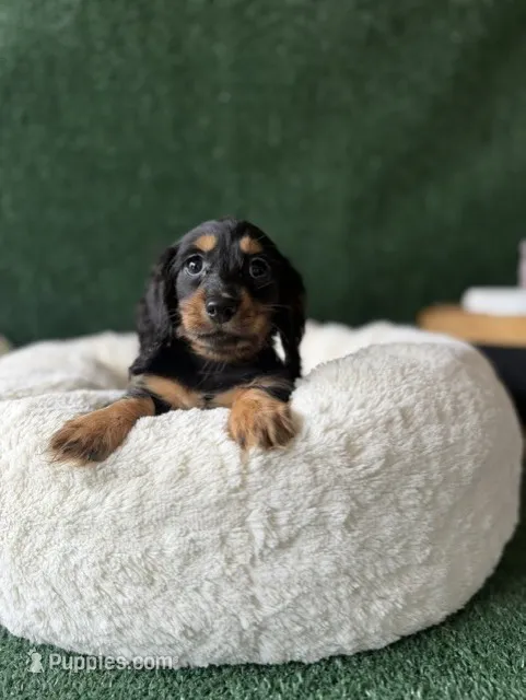 Kinder – Dachshund puppy for sale in Pflugerville, TX