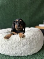 Kinder, a female Dachshund for sale in Pflugerville, TX – 1 of 1