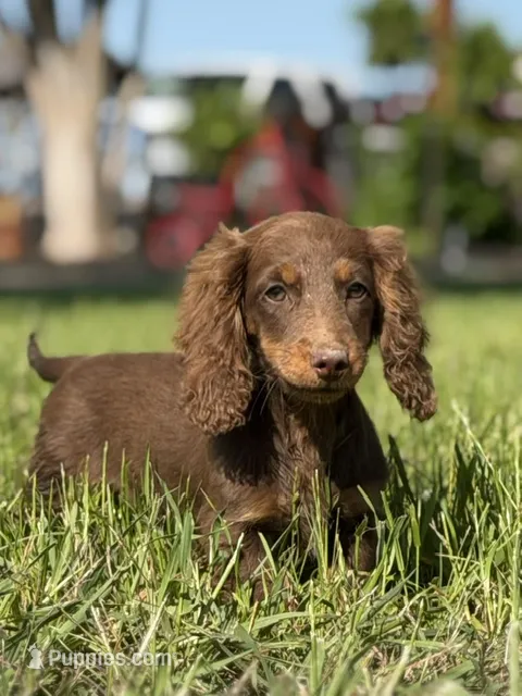 millie – Dachshund puppy for sale in Pflugerville, TX