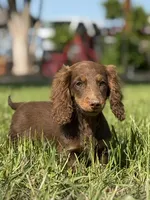 millie, a female Dachshund for sale in Pflugerville, TX – 1 of 1