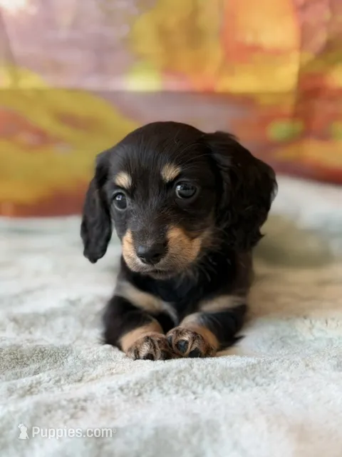 rosemary – Dachshund puppy for sale in Pflugerville, TX