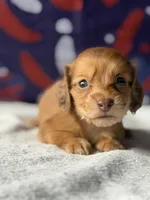 Agustus, a male Dachshund for sale in Pflugerville, TX – 1 of 1