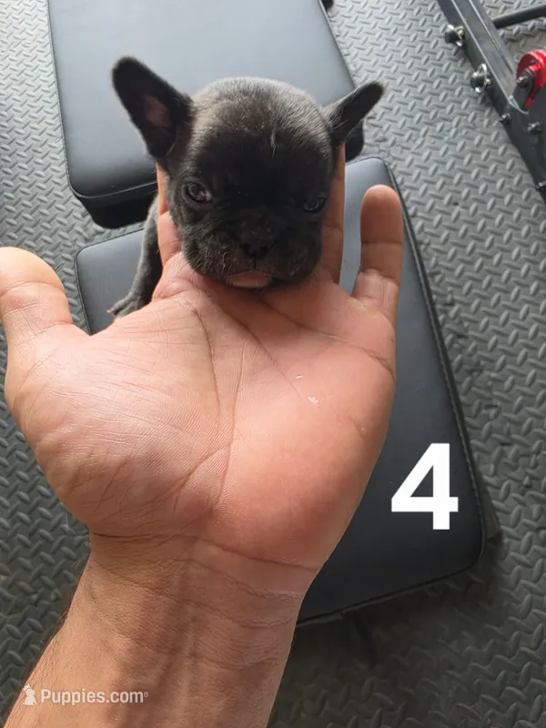 Puppy 4 – French Bulldog puppy for sale in Lordsburg, NM